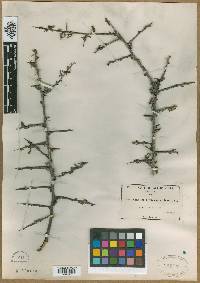 Phaulothamnus spinescens image