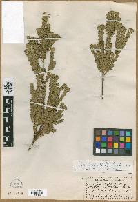 Image of Leionema rotundifolium