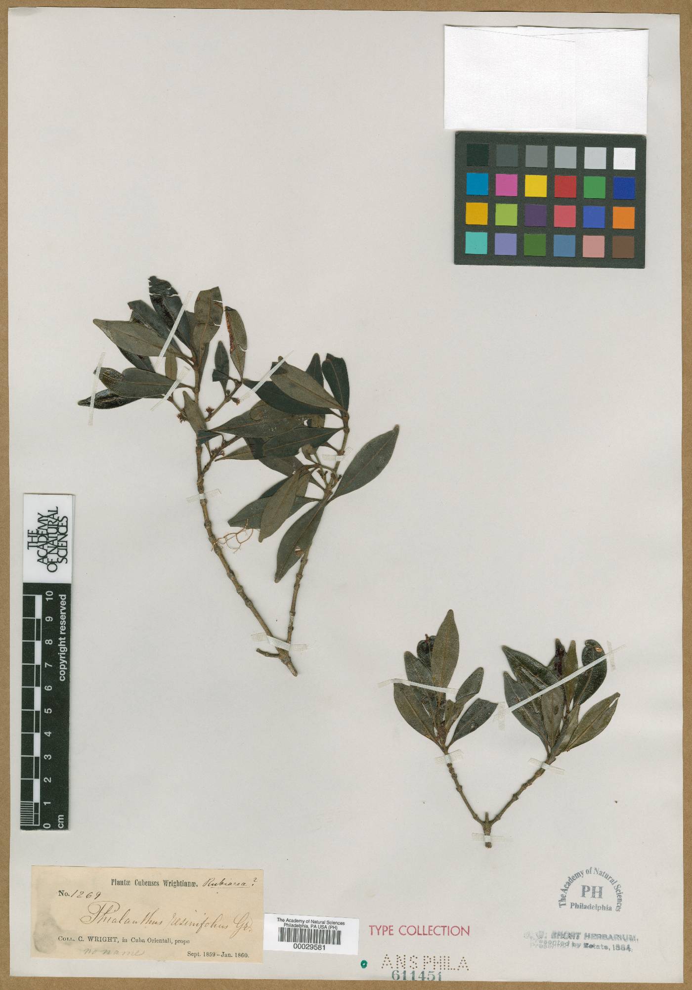 Phialanthus resinifluus image