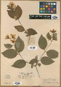 Philadelphus oreganus image