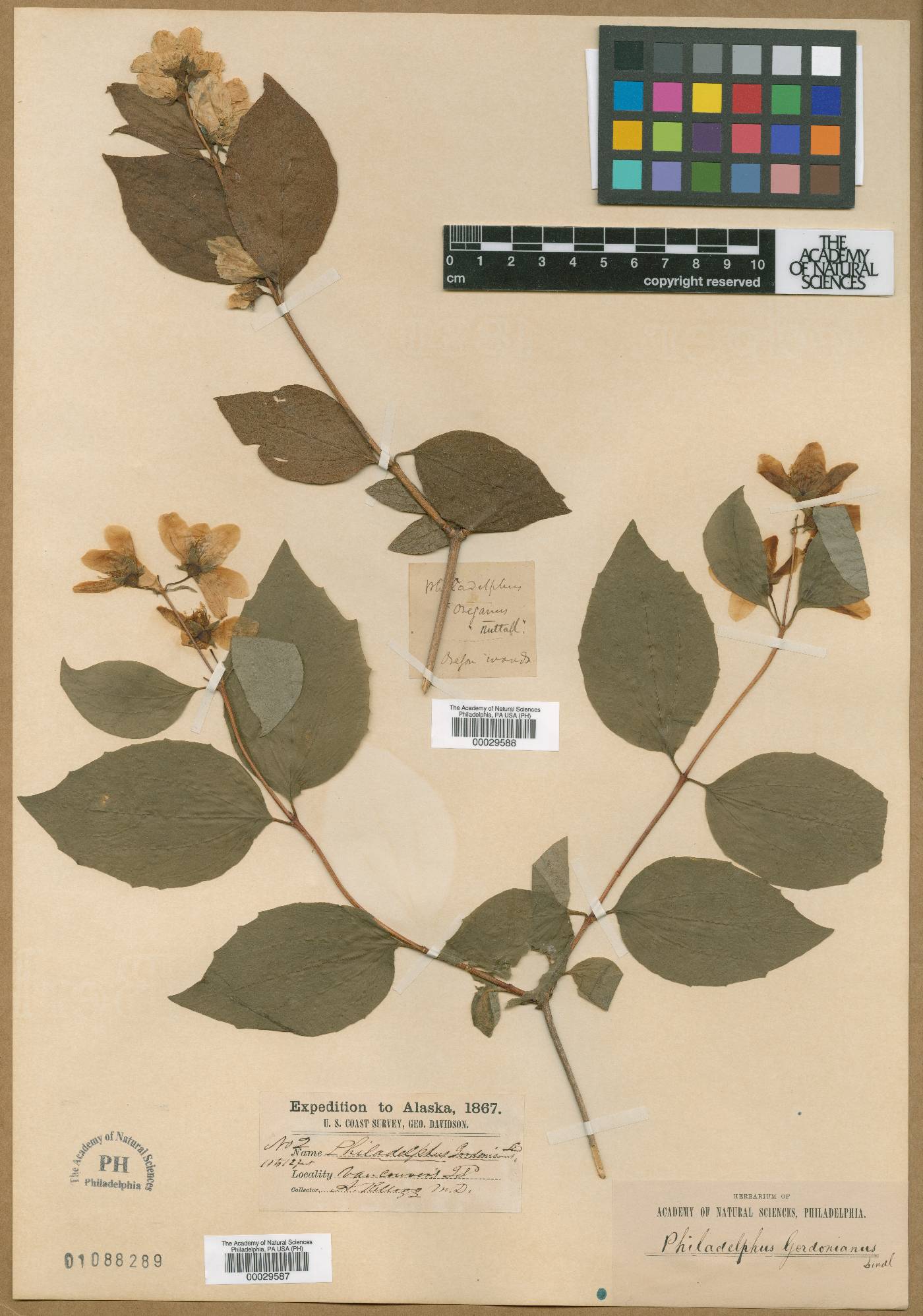 Philadelphus oreganus image