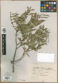 Phillyrea angustifolia image