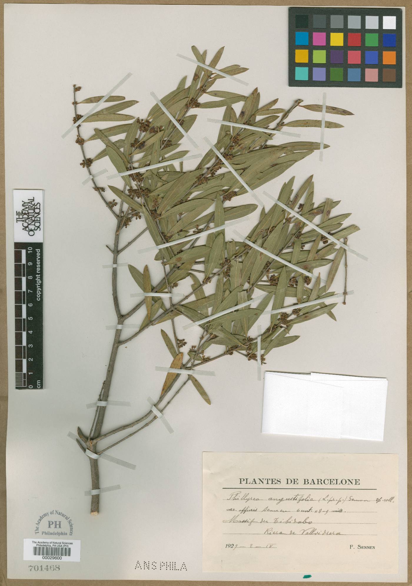 Phillyrea angustifolia image