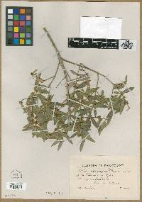 Phillyrea angustifolia image