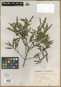 Phillyrea angustifolia image