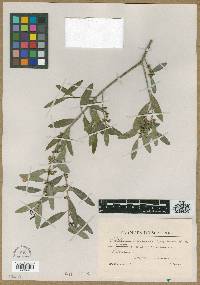 Phillyrea angustifolia image