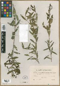 Phillyrea angustifolia image