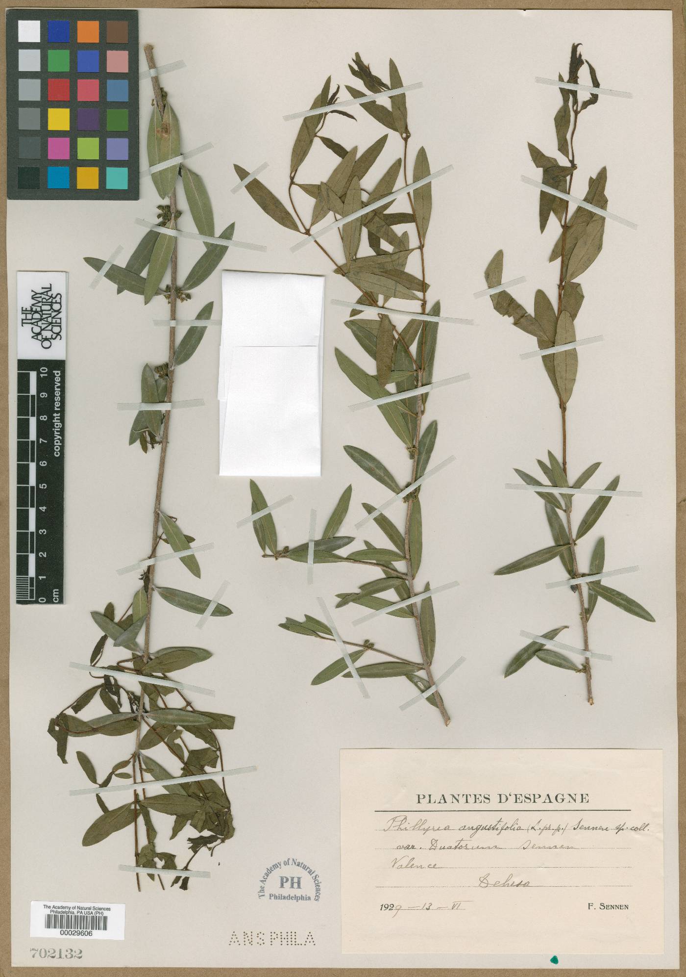 Phillyrea angustifolia image