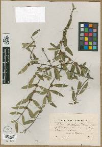 Phillyrea angustifolia image