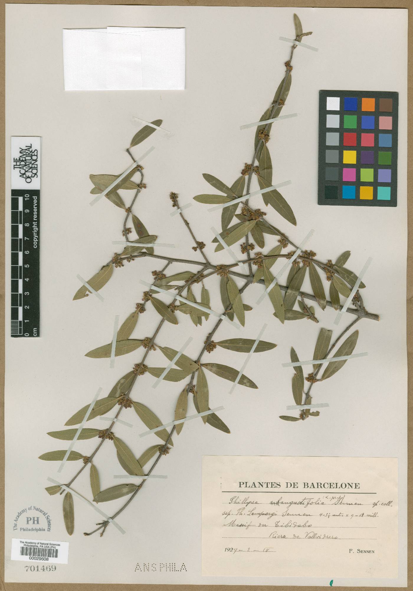 Phillyrea angustifolia image