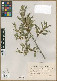 Phillyrea angustifolia image