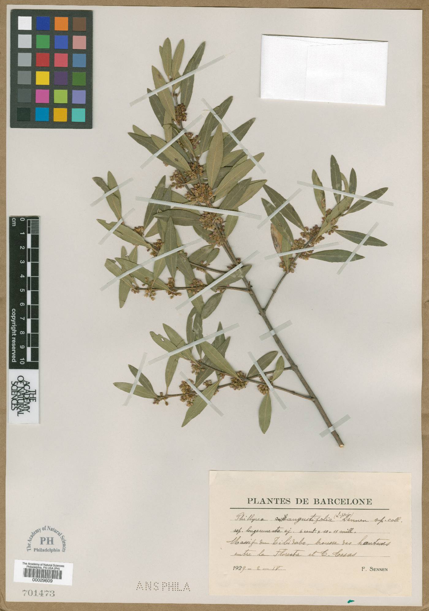 Phillyrea angustifolia image