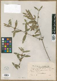 Phillyrea angustifolia image