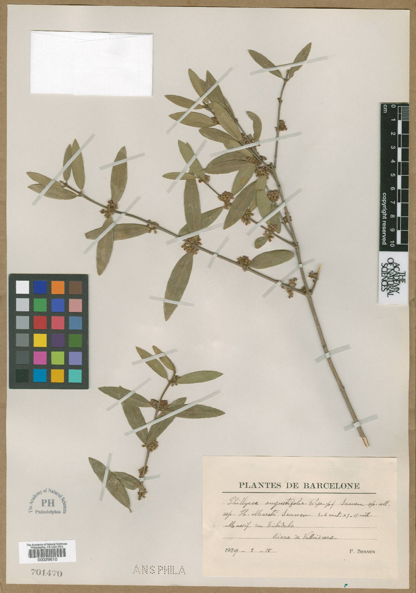 Phillyrea angustifolia image