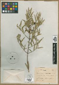 Phillyrea angustifolia image