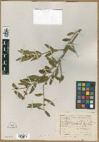 Phillyrea angustifolia image