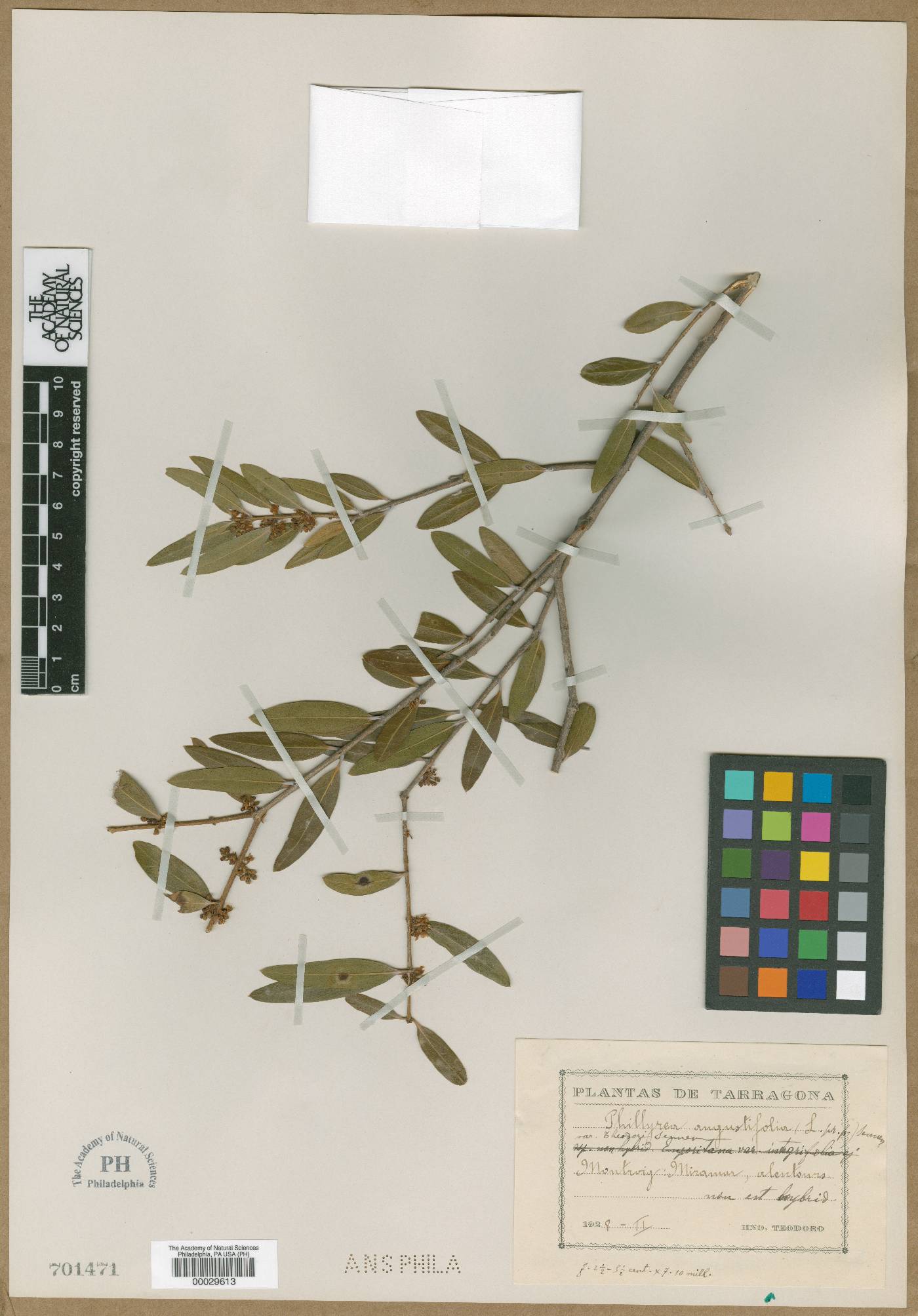 Phillyrea angustifolia image