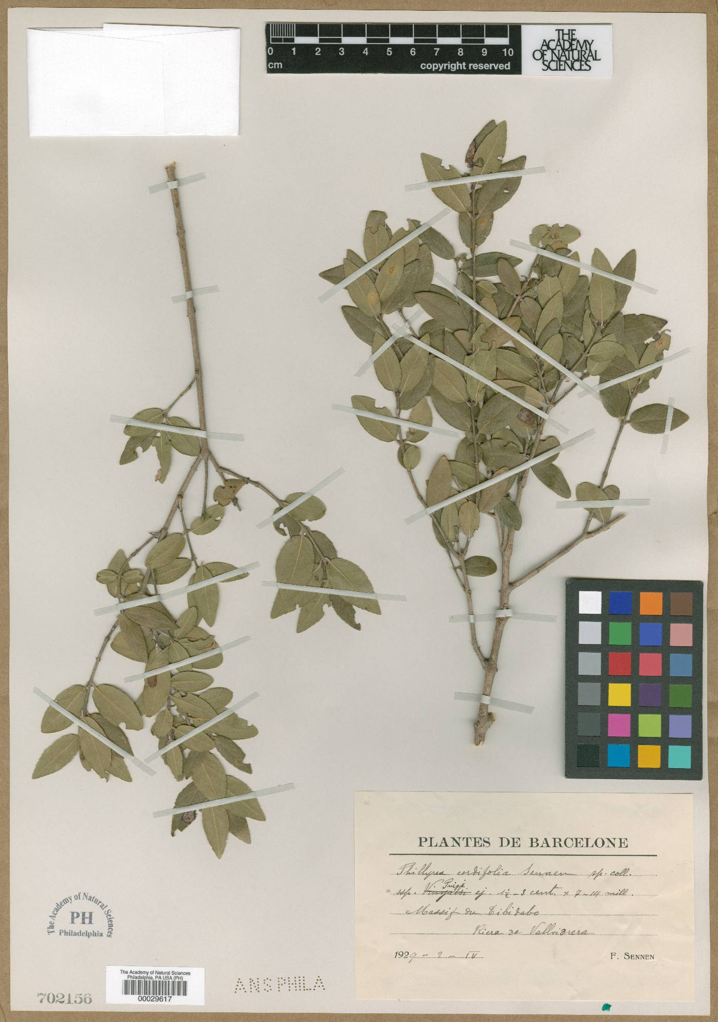 Phillyrea latifolia image