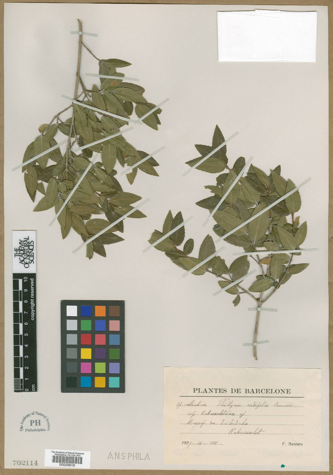 Phillyrea latifolia image