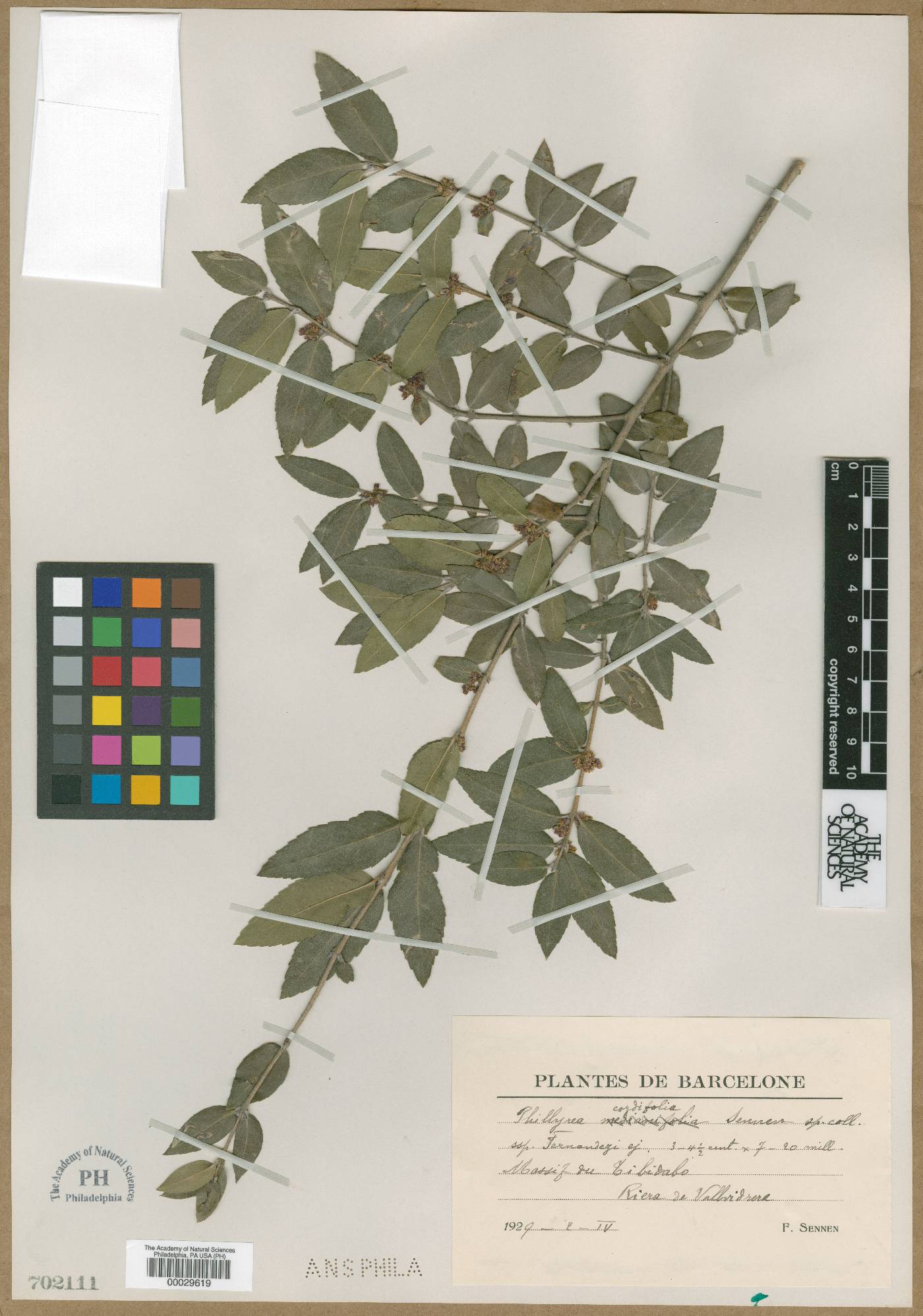 Phillyrea latifolia image