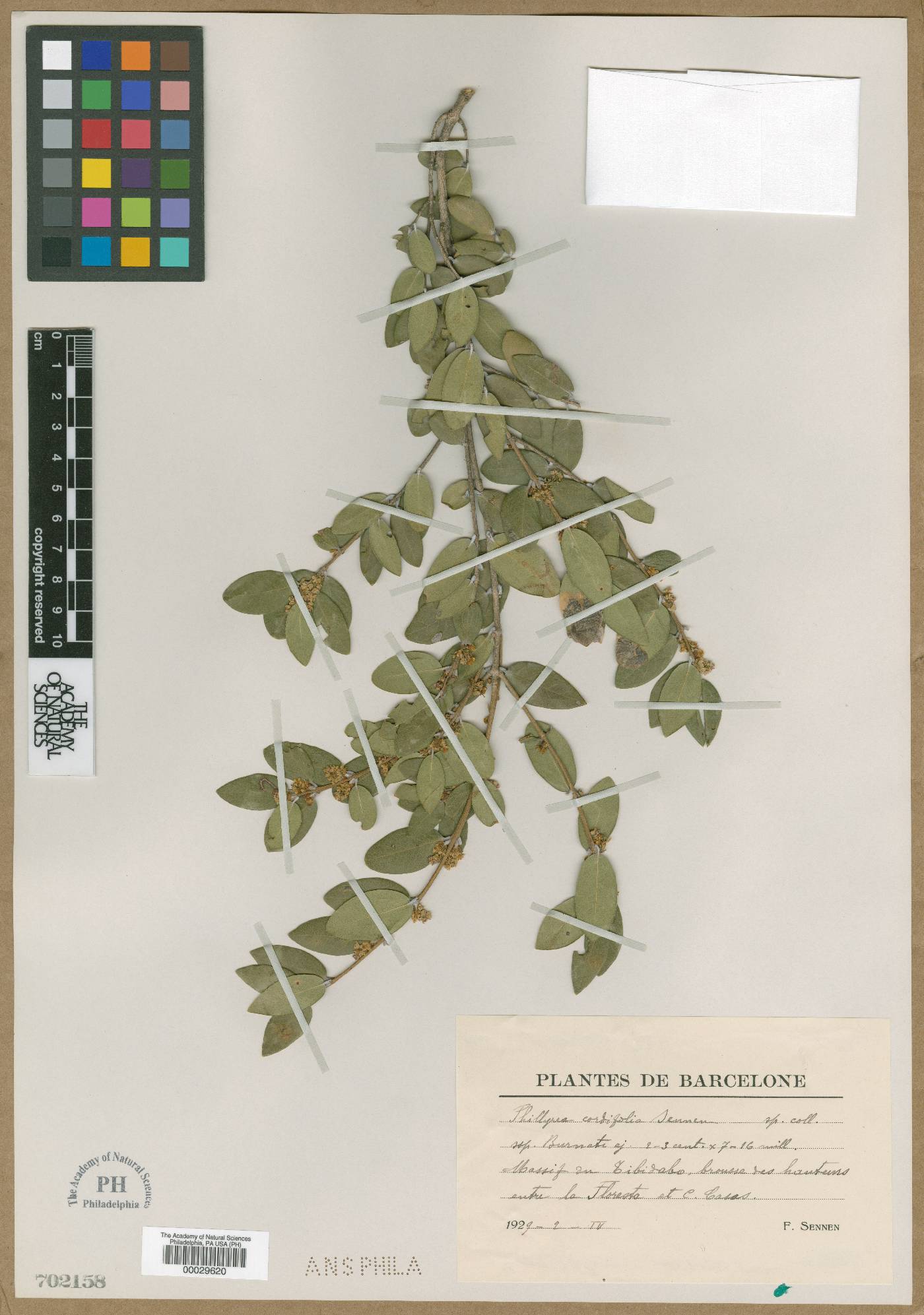 Phillyrea latifolia image