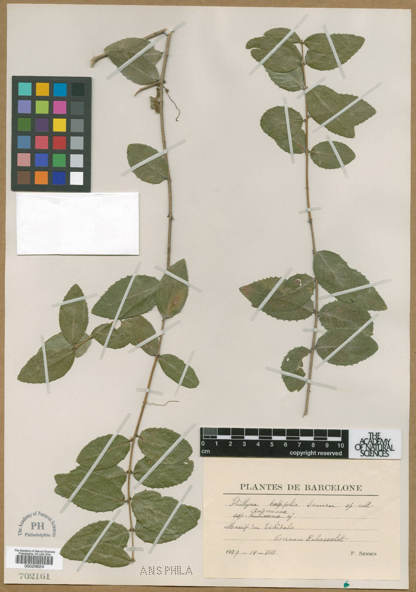 Phillyrea latifolia image