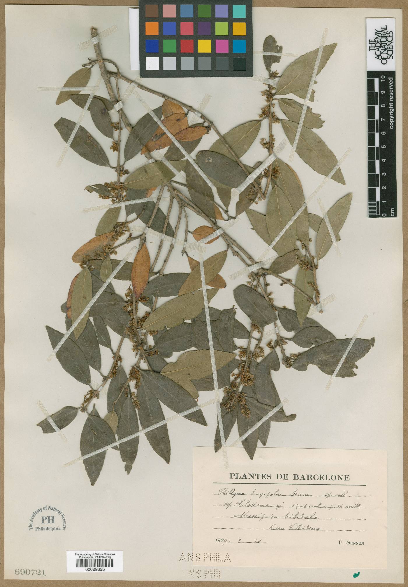 Phillyrea latifolia image