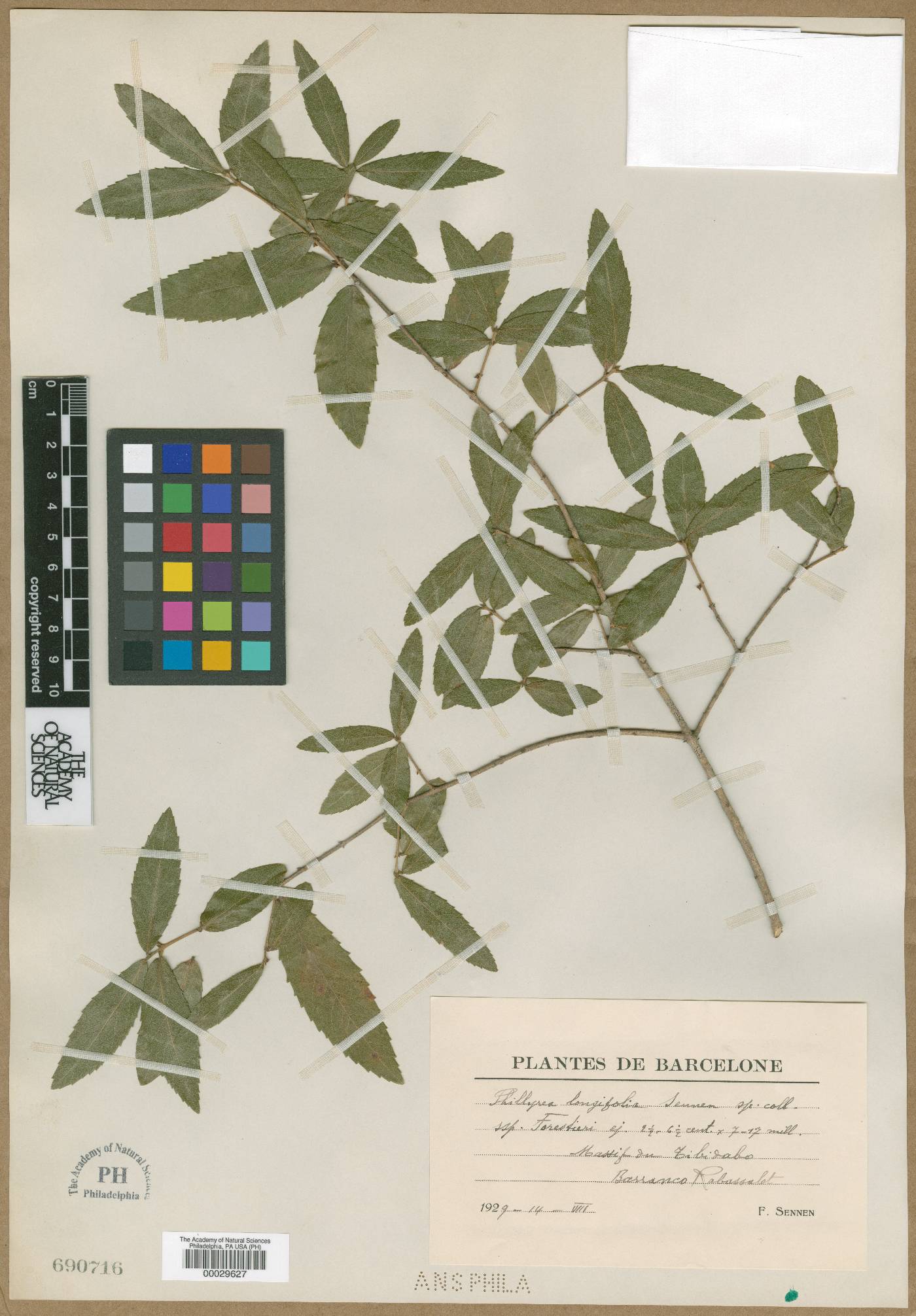 Phillyrea latifolia image