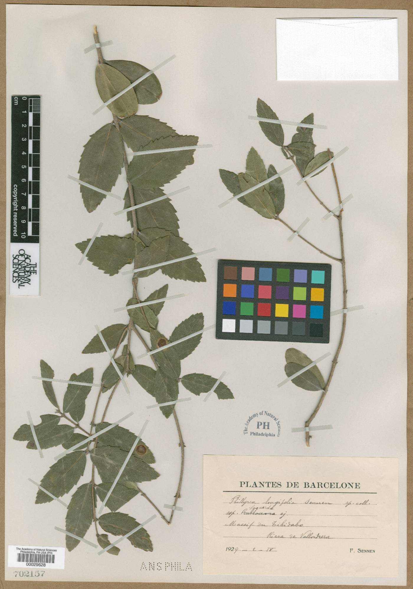 Phillyrea latifolia image