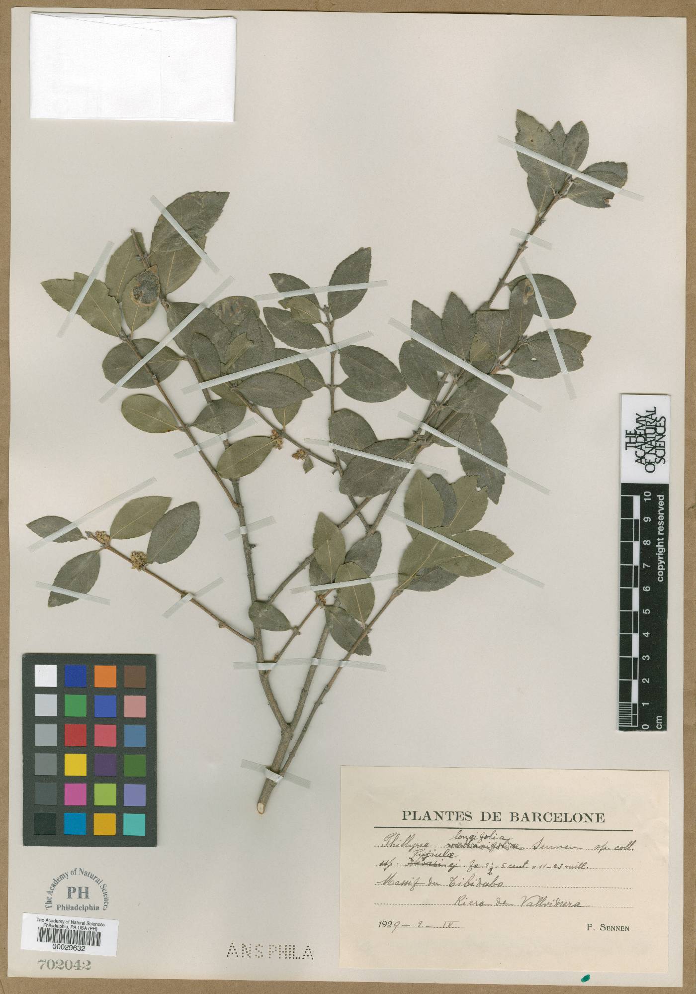 Phillyrea latifolia image