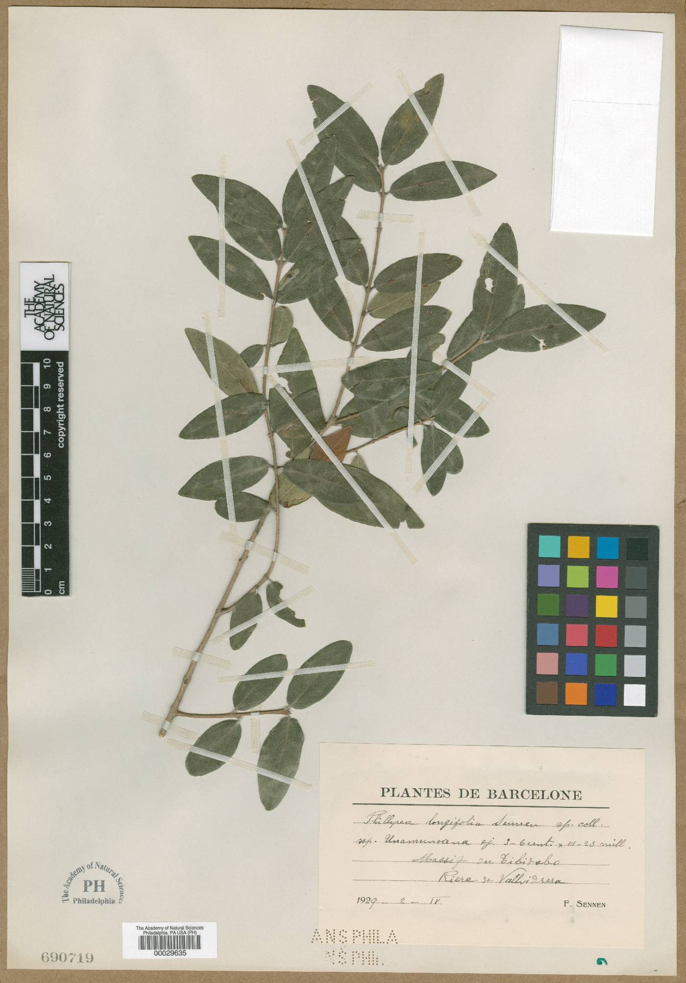 Phillyrea latifolia image