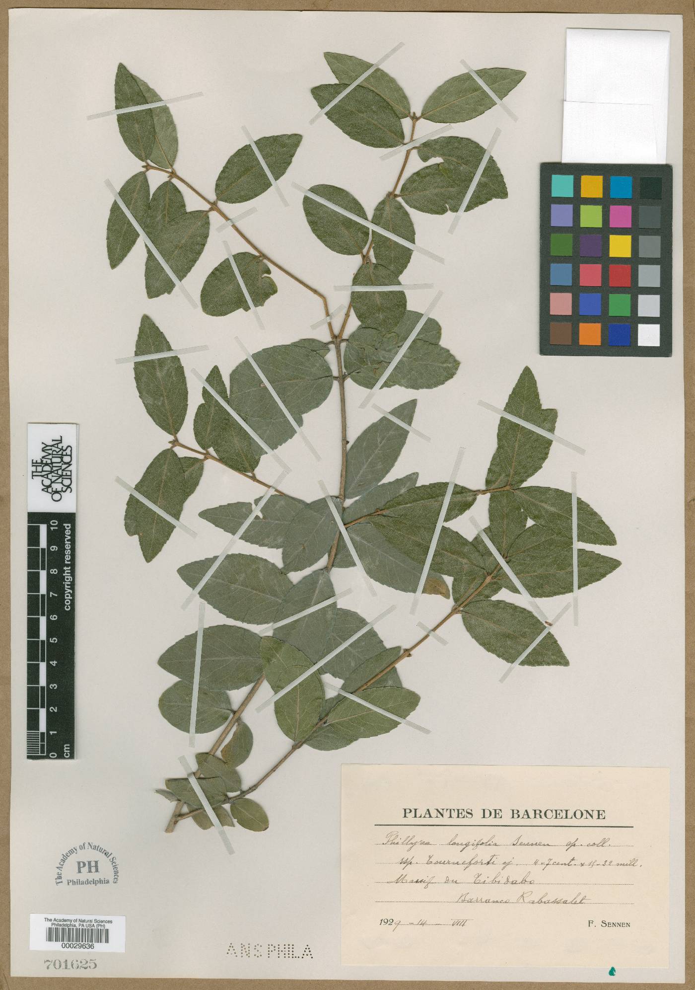 Phillyrea latifolia image