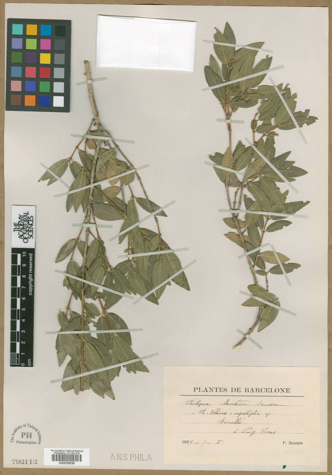 Phillyrea latifolia image