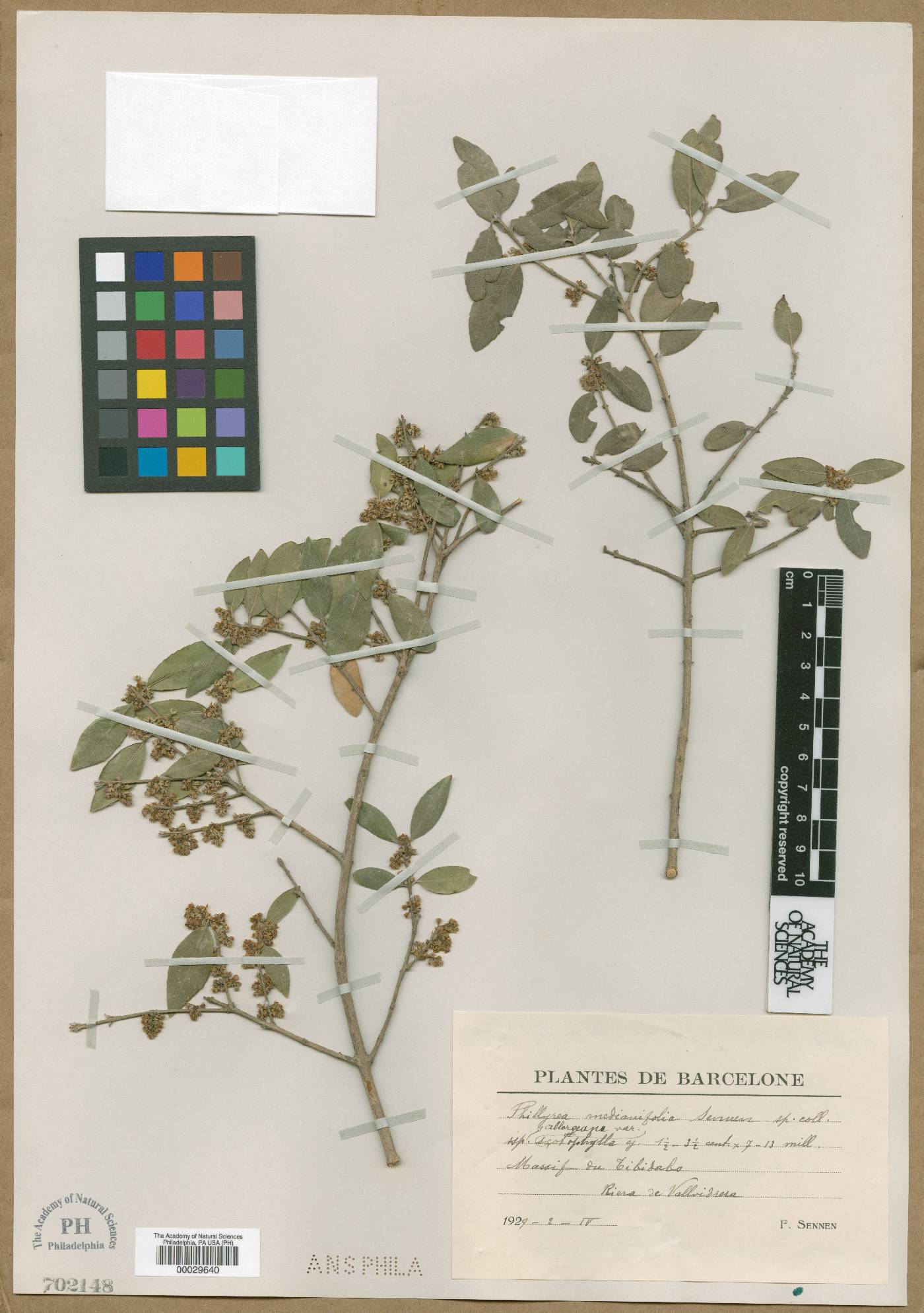 Phillyrea latifolia image