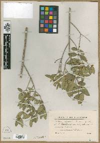 Phillyrea latifolia image