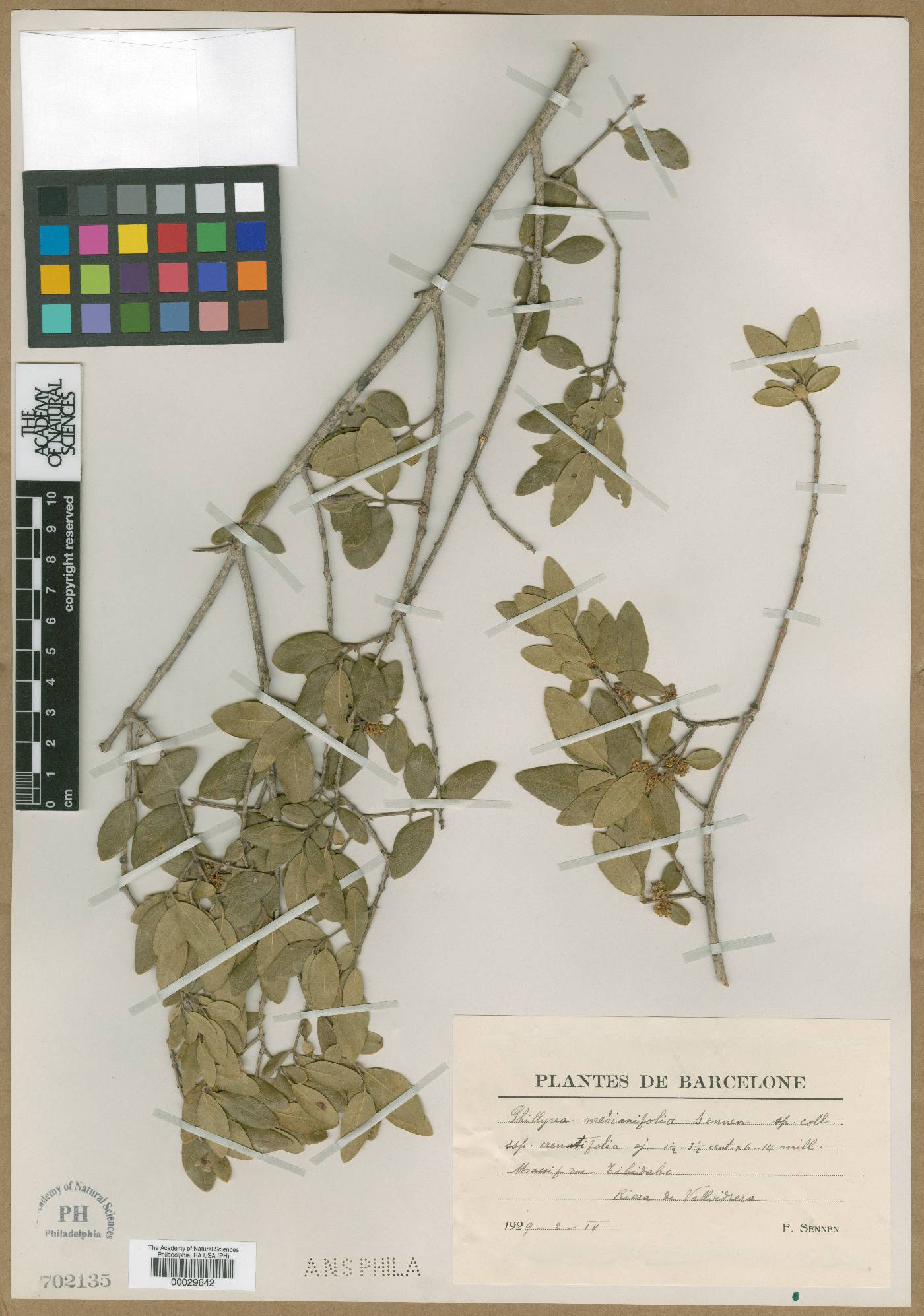 Phillyrea latifolia image