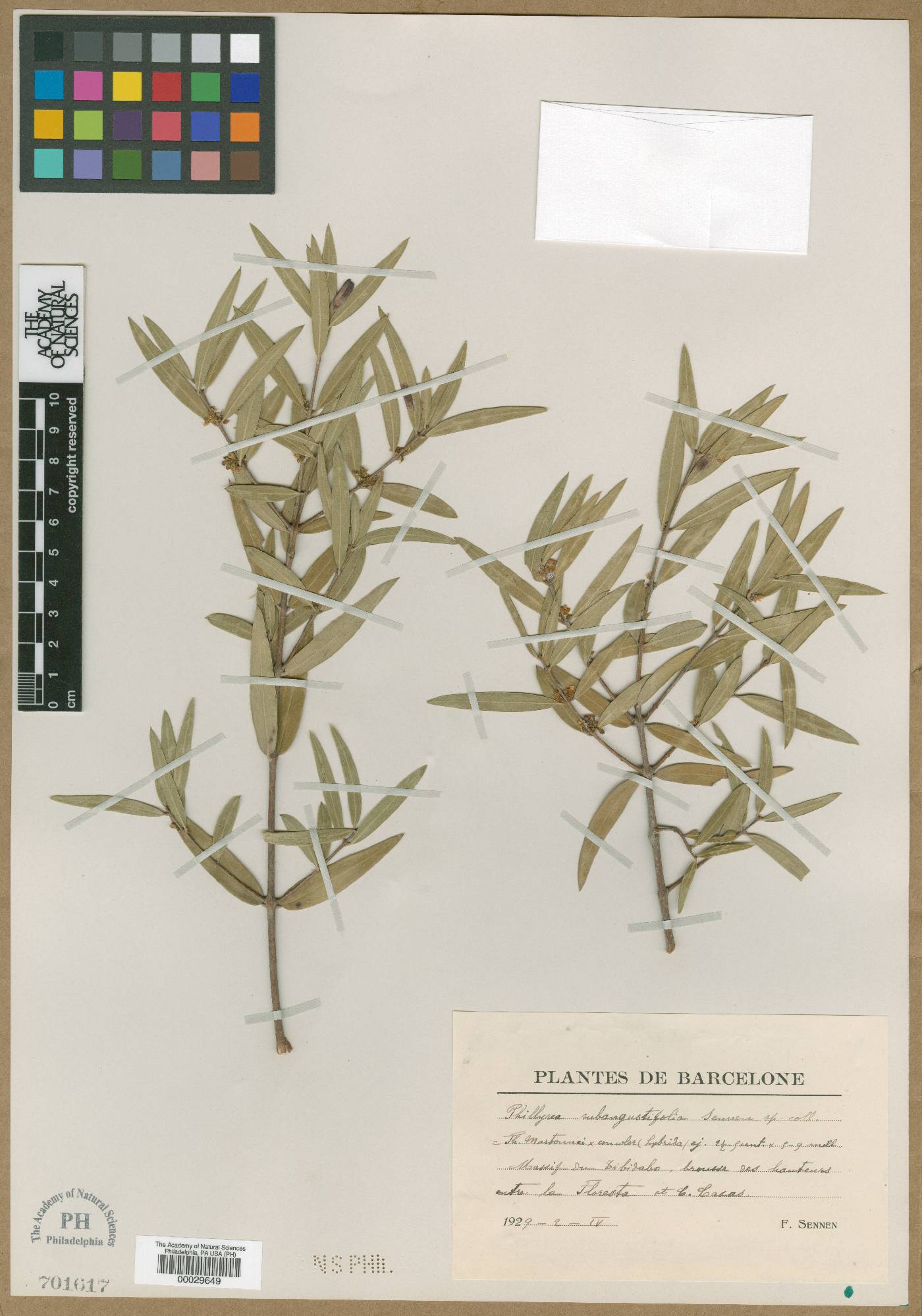 Phillyrea latifolia image