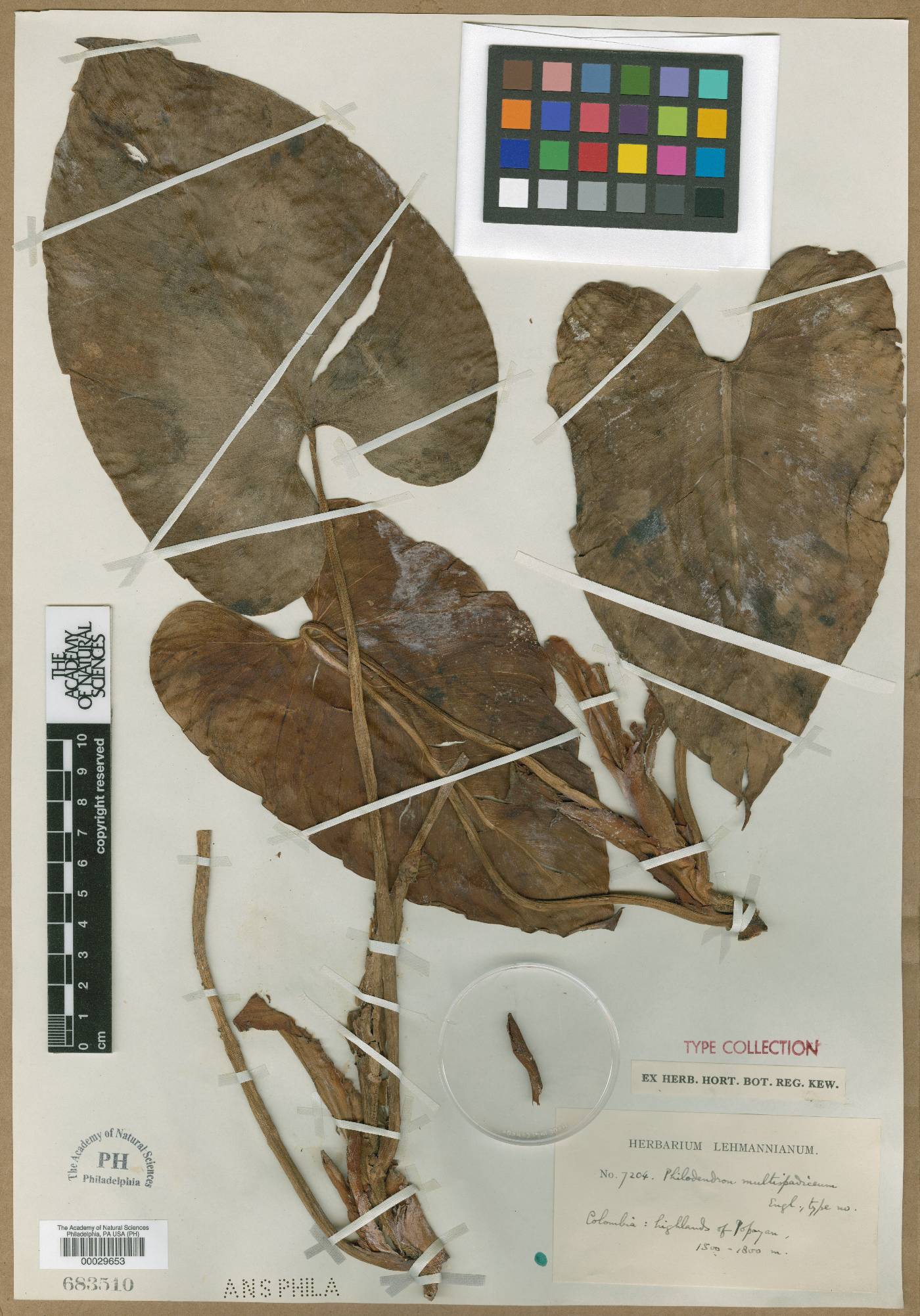 Philodendron multispadiceum image
