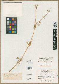 Media resource of Philoxerus diffusus
