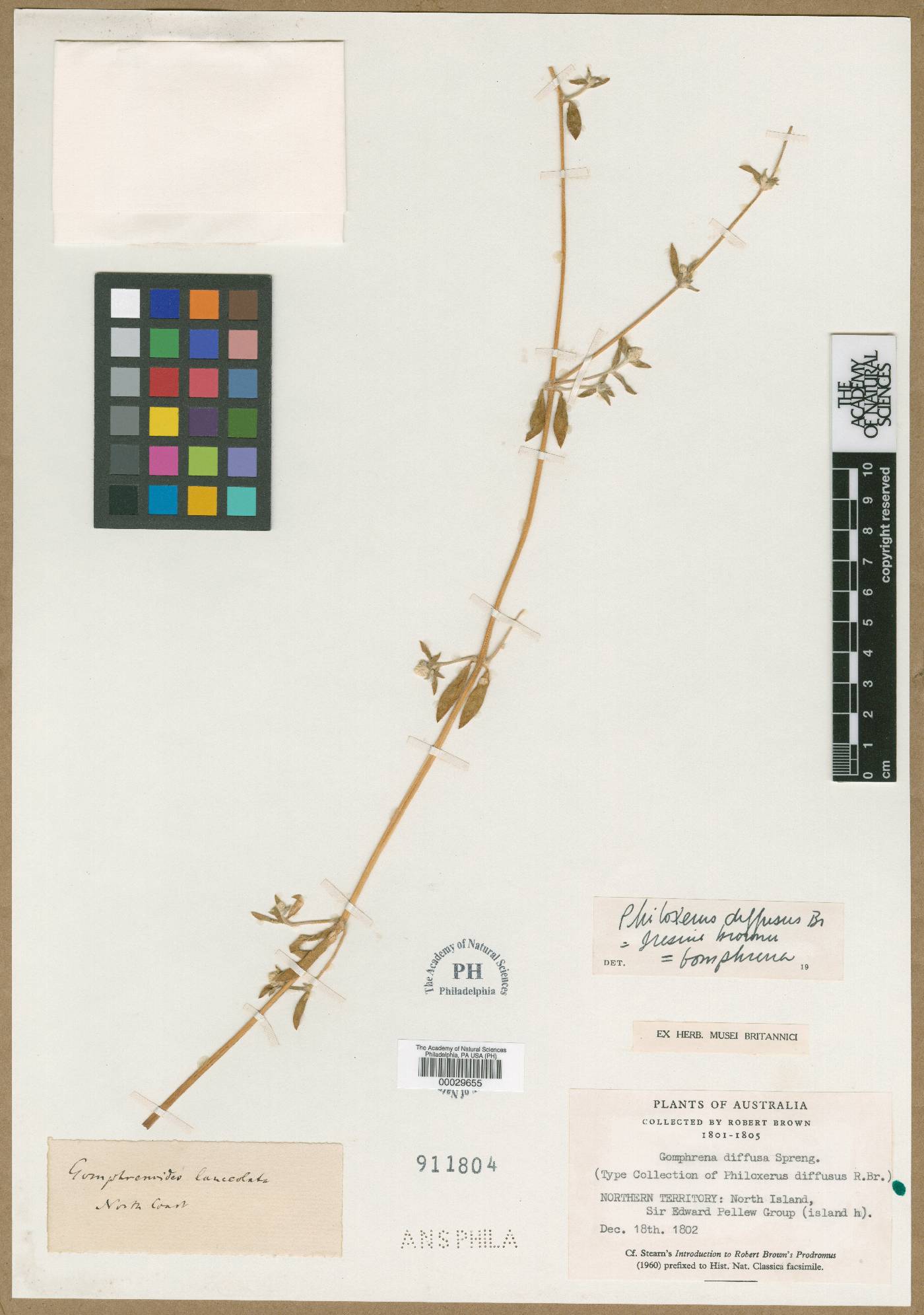 Philoxerus diffusus image