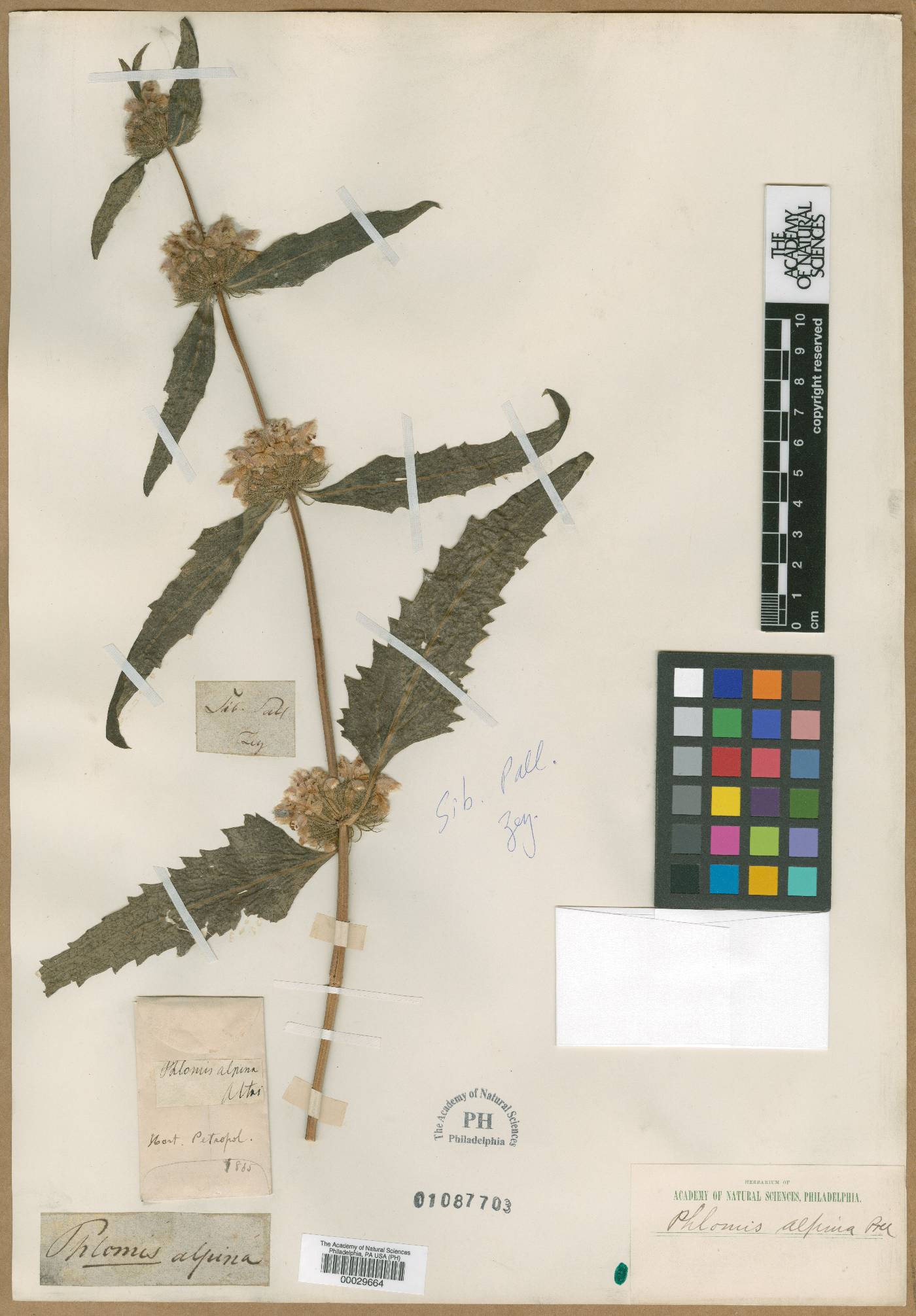 Phlomoides alpina image