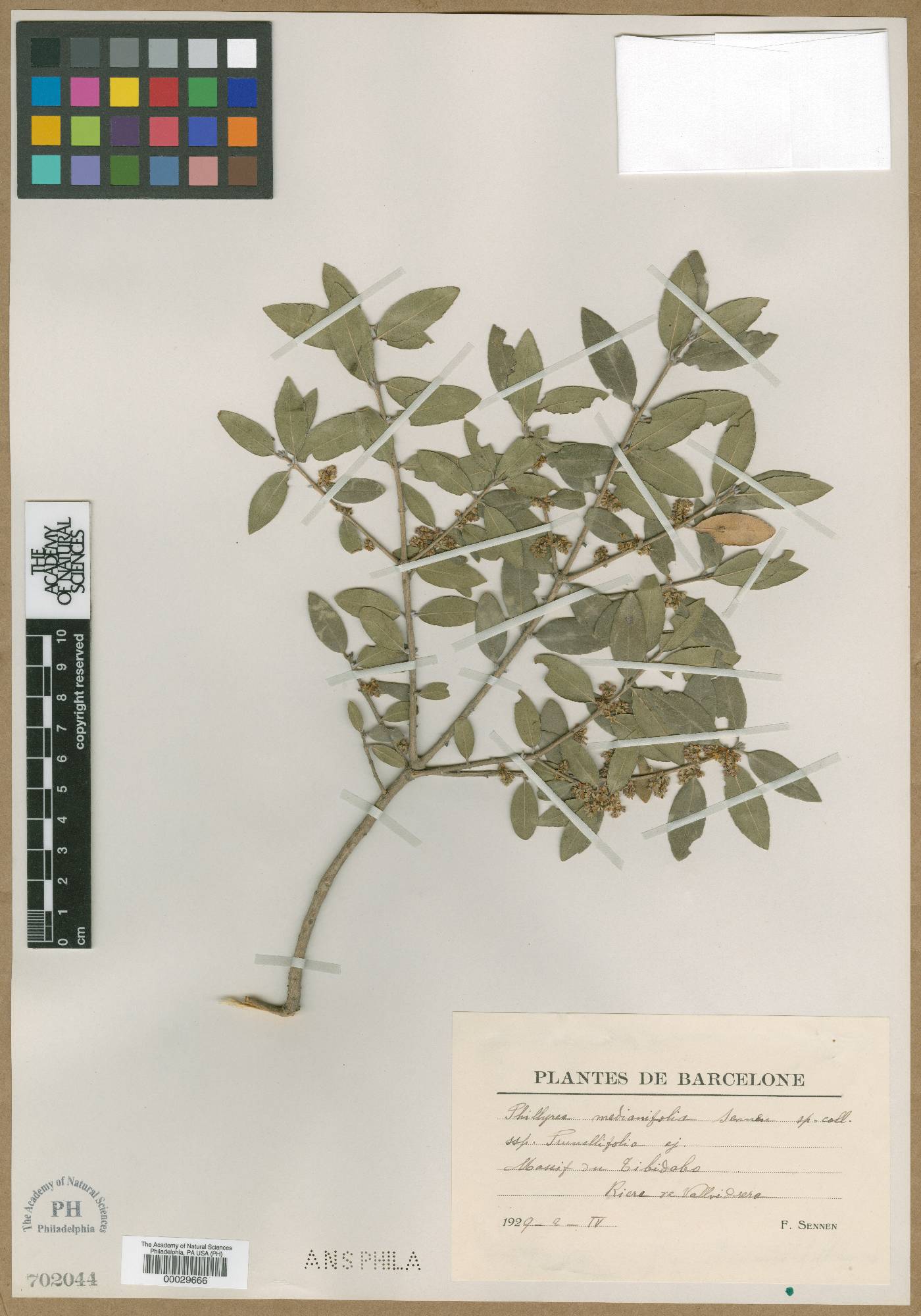 Phillyrea latifolia image