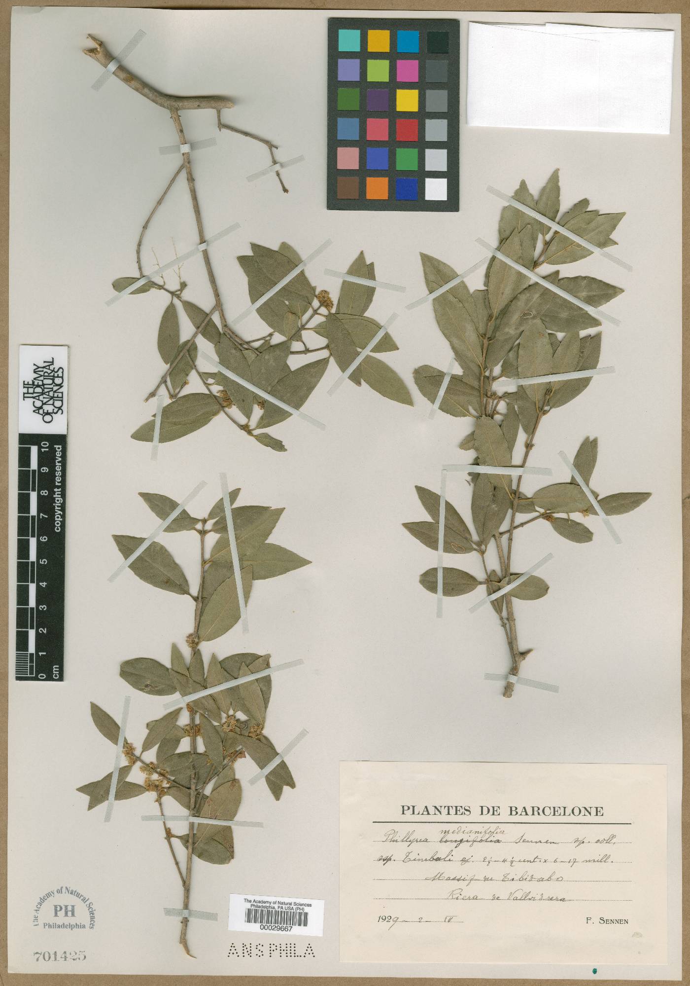 Phillyrea latifolia image