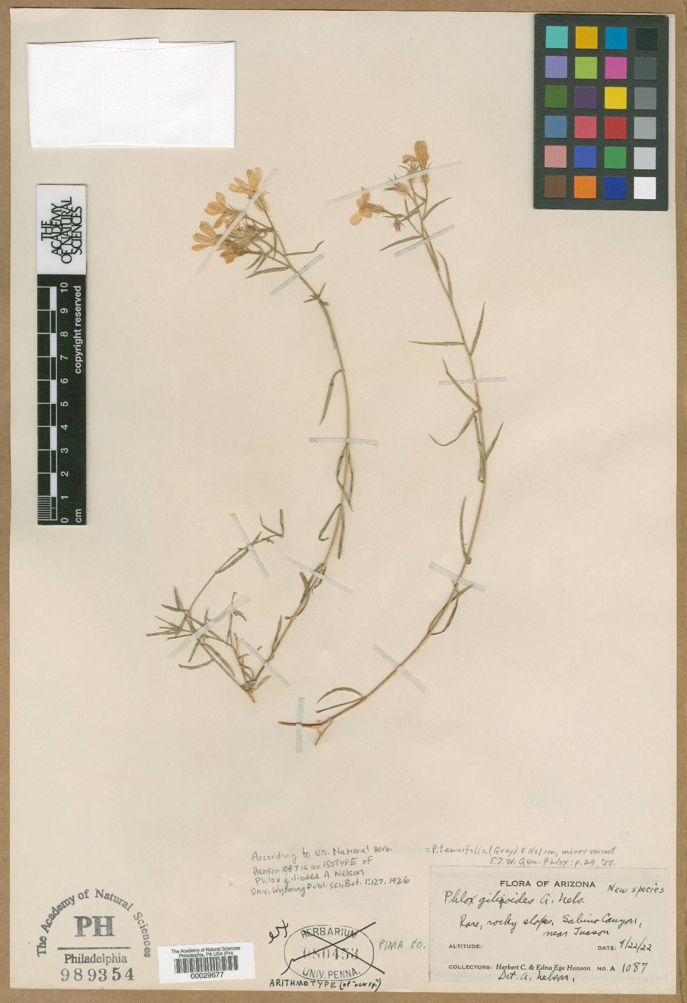 Phlox gilioides image