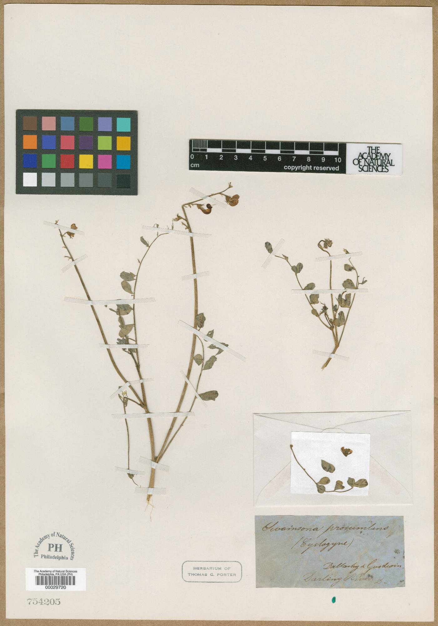 Swainsona procumbens image
