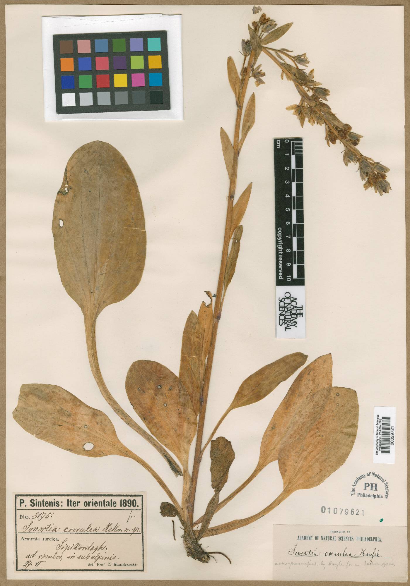 Lomatogonium caeruleum image