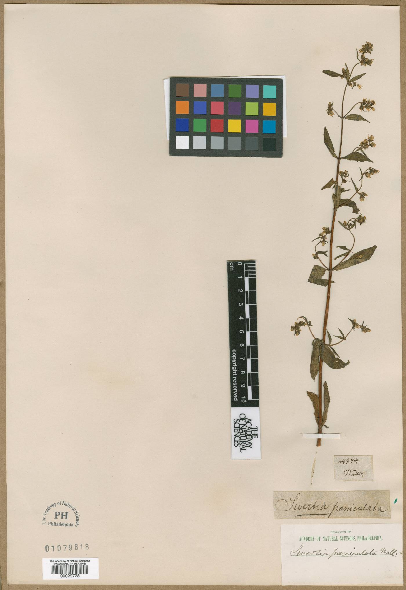 Swertia paniculata image