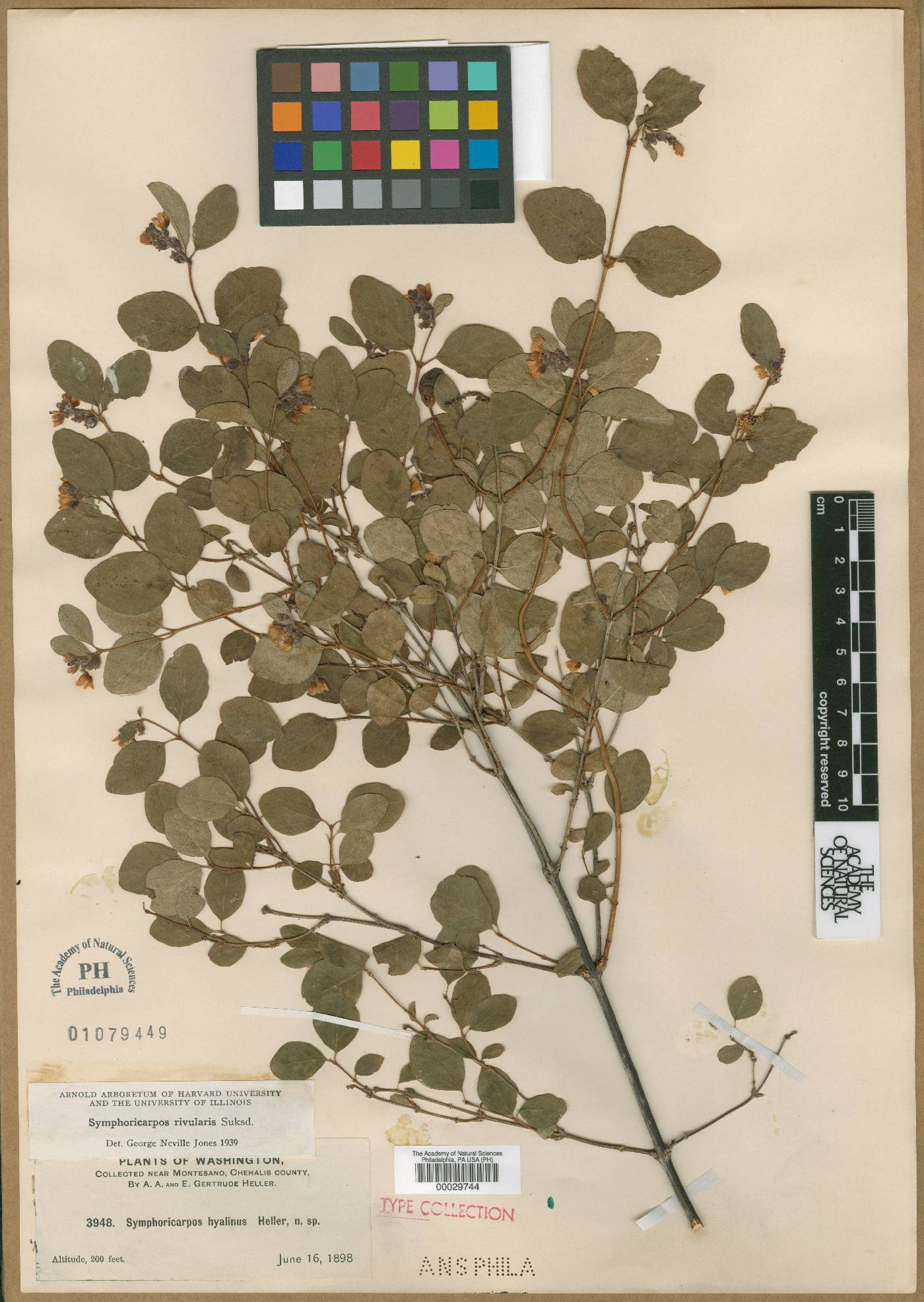 Symphoricarpos hyalinus image