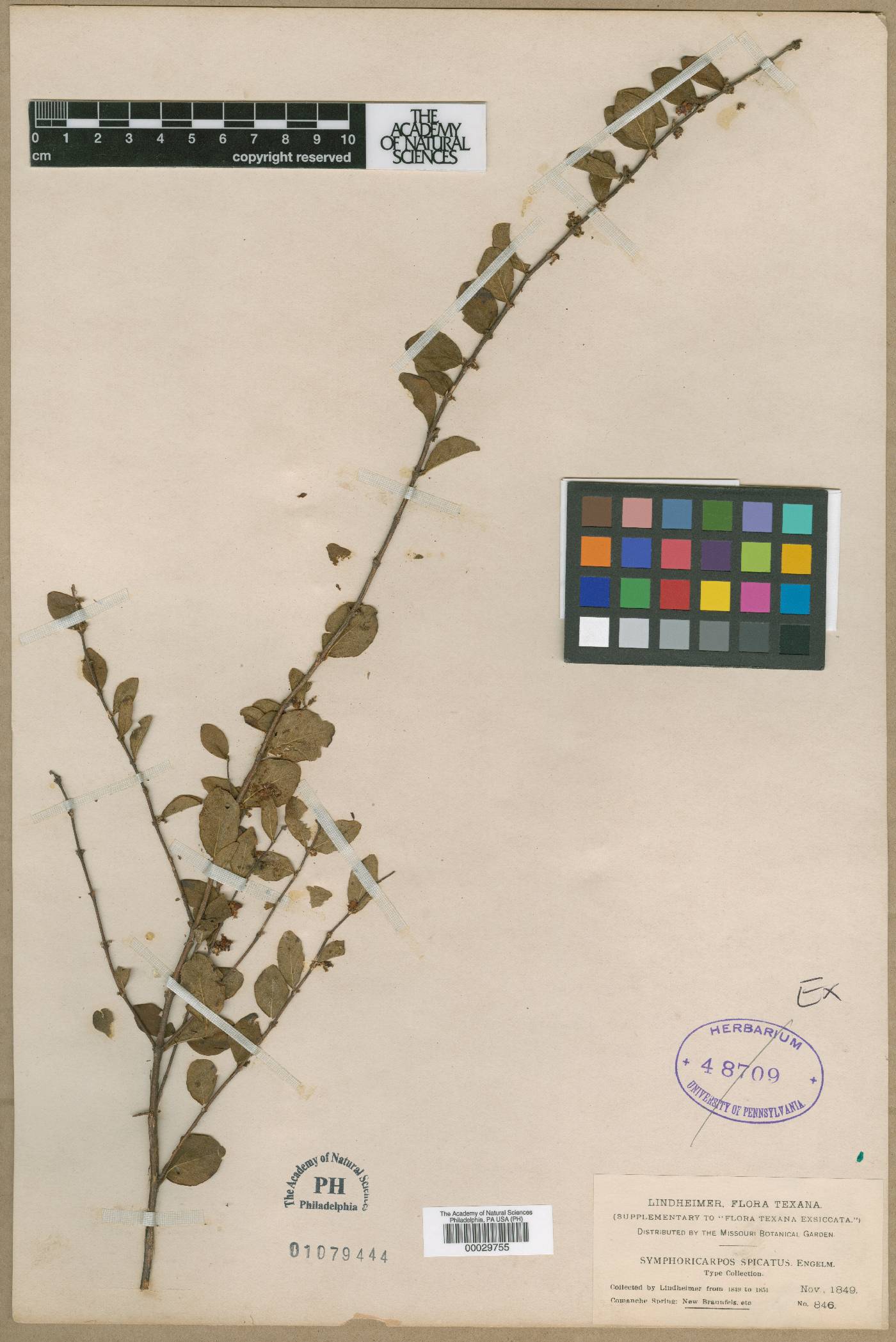 Symphoricarpos spicatus image