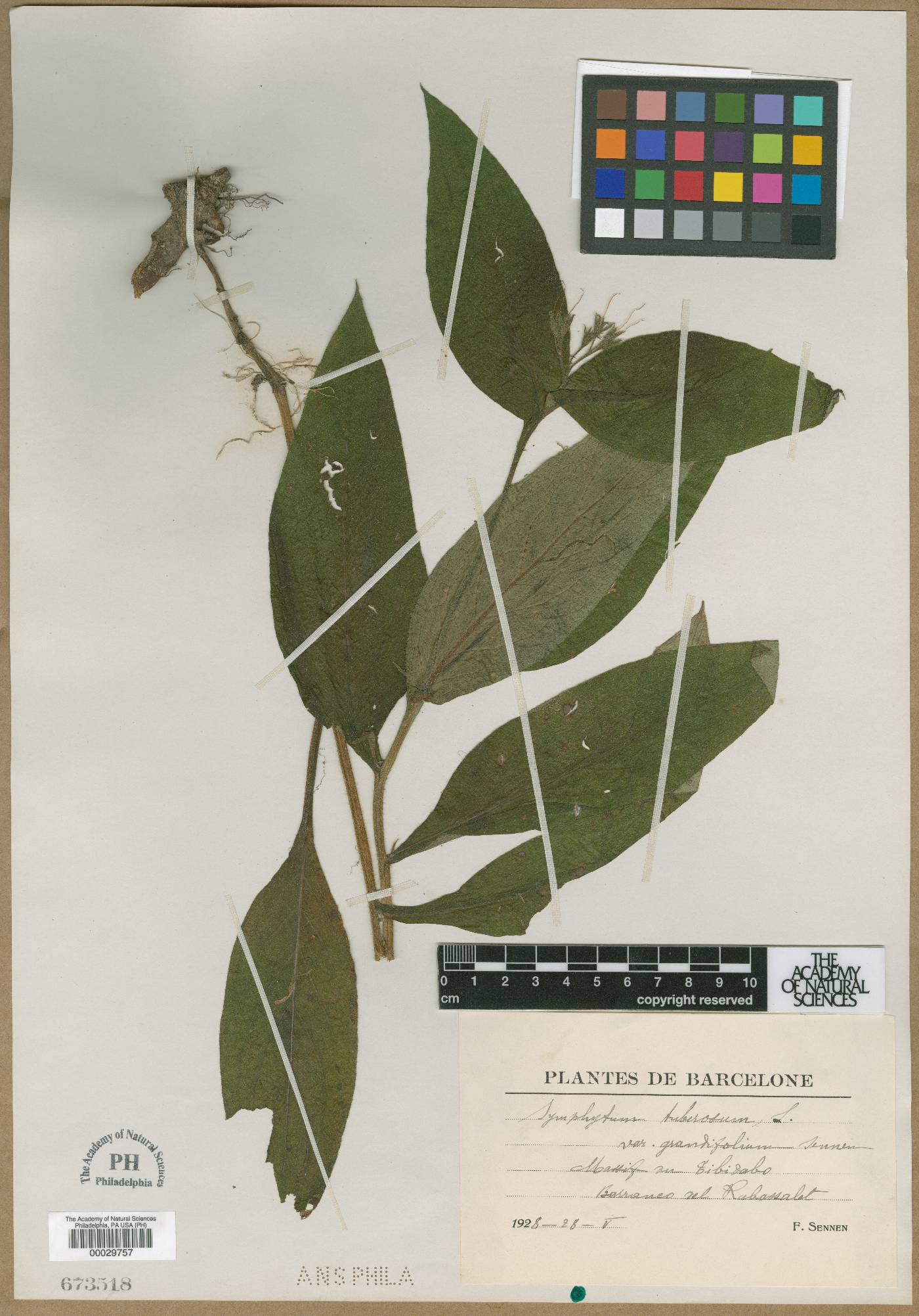 Symphytum tuberosum image
